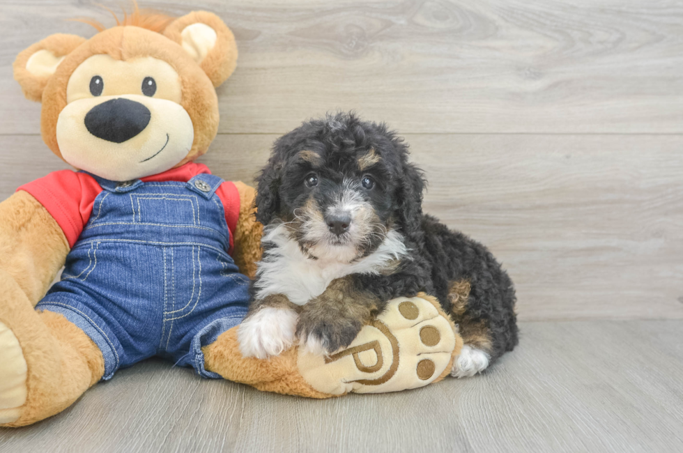 7 week old Mini Bernedoodle Puppy For Sale - Fairfield Furbabies