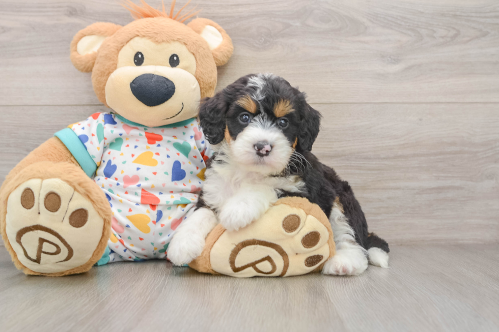 Mini Bernedoodle Pup Being Cute