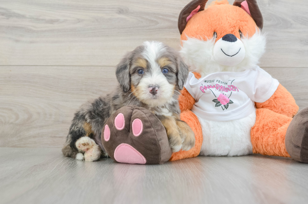 6 week old Mini Bernedoodle Puppy For Sale - Fairfield Furbabies