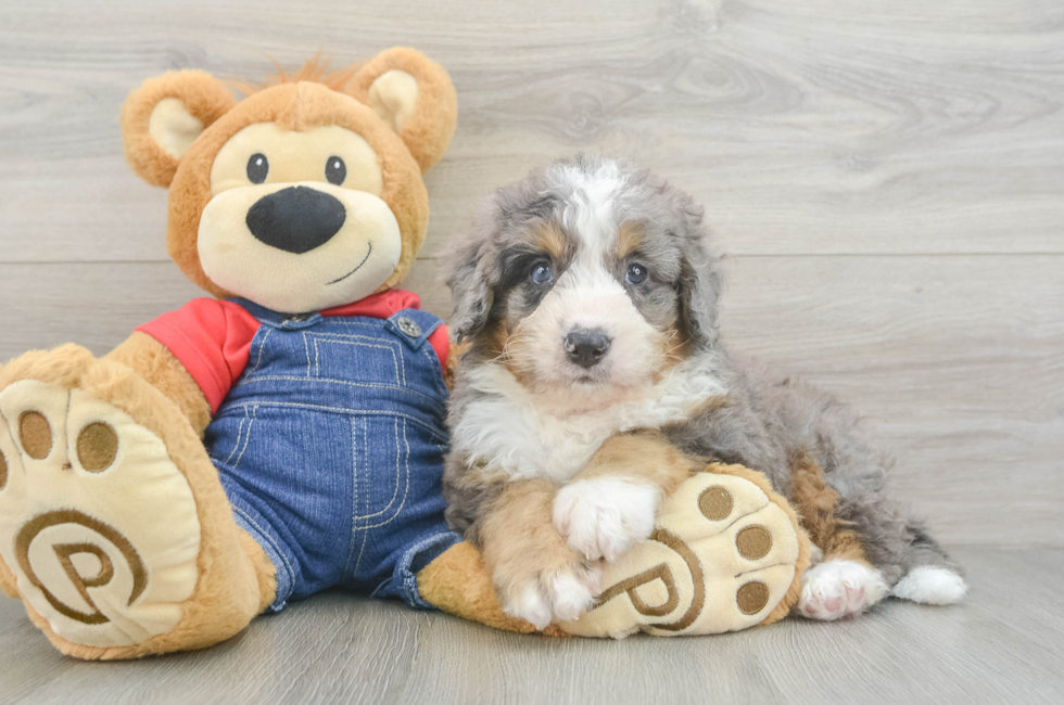 7 week old Mini Bernedoodle Puppy For Sale - Fairfield Furbabies