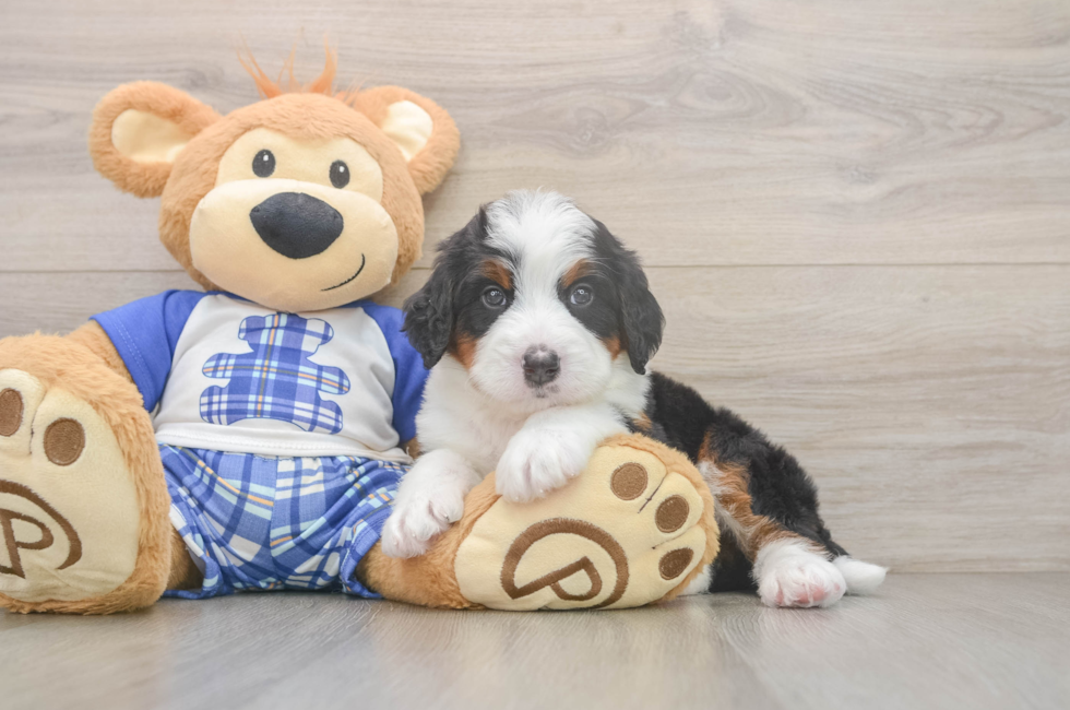 5 week old Mini Bernedoodle Puppy For Sale - Fairfield Furbabies