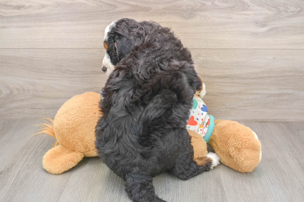 Mini Bernedoodle Puppy for Adoption