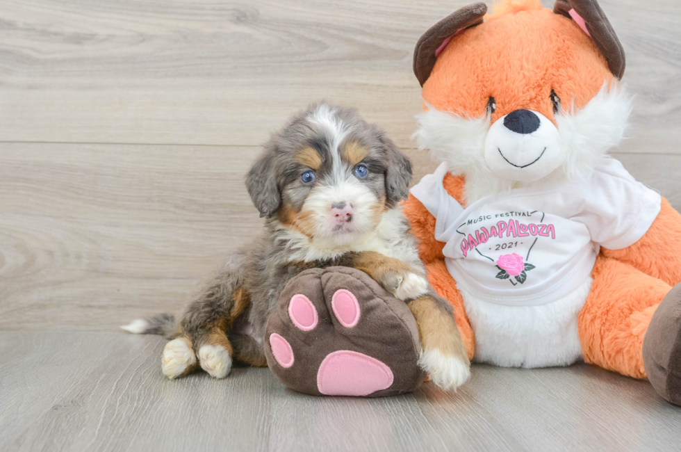 6 week old Mini Bernedoodle Puppy For Sale - Fairfield Furbabies