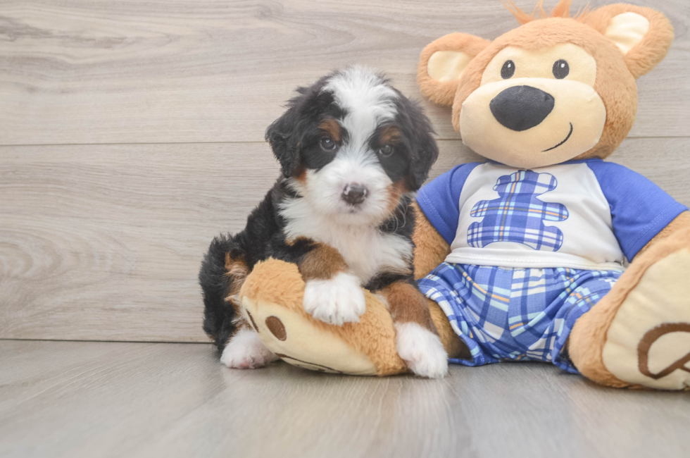 5 week old Mini Bernedoodle Puppy For Sale - Fairfield Furbabies