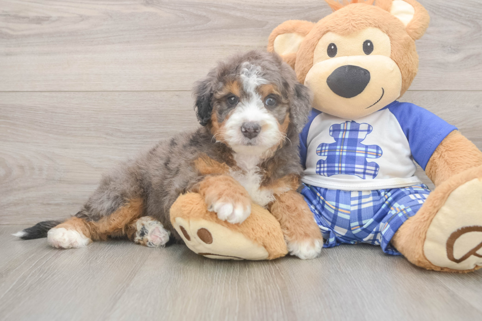 Mini Bernedoodle Puppy for Adoption