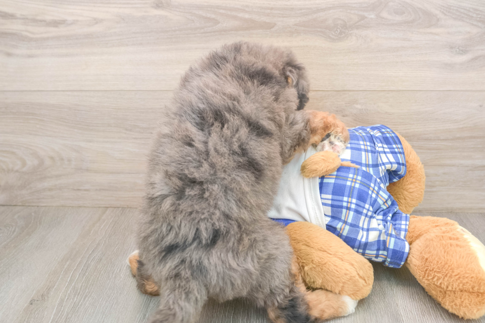 Sweet Mini Bernedoodle Baby