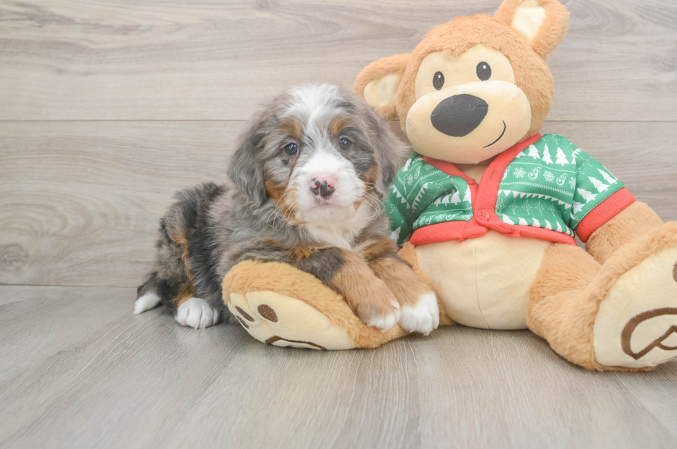 6 week old Mini Bernedoodle Puppy For Sale - Fairfield Furbabies