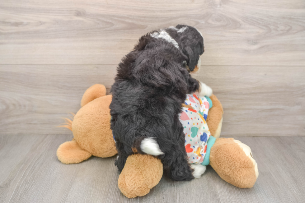 Mini Bernedoodle Puppy for Adoption