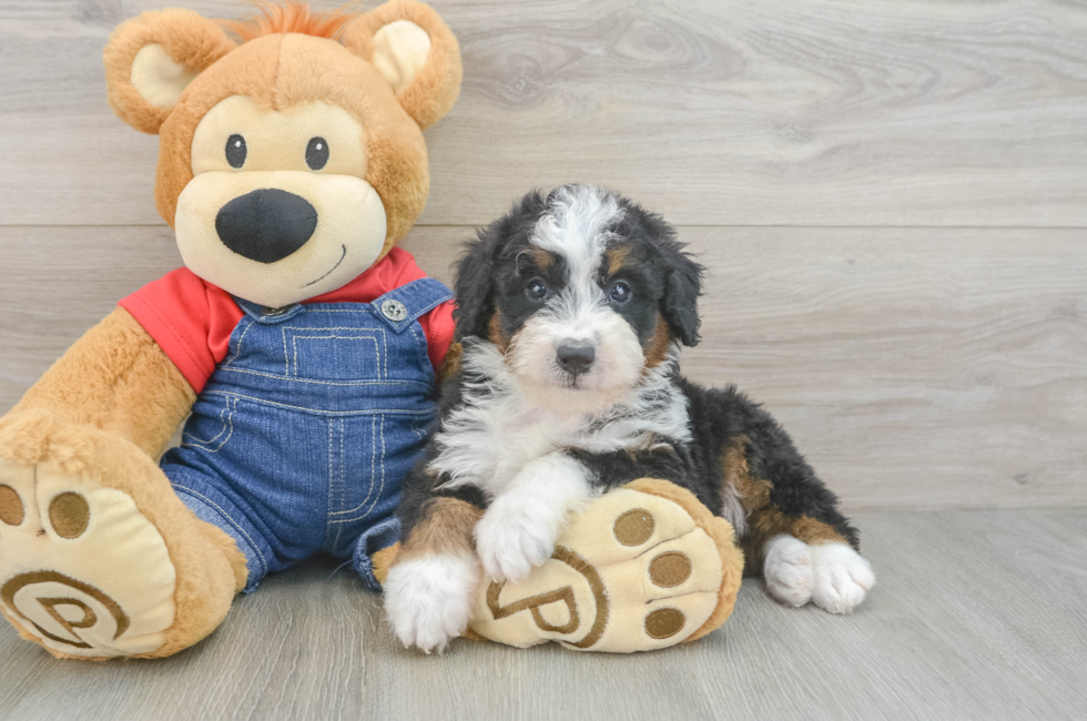 7 week old Mini Bernedoodle Puppy For Sale - Fairfield Furbabies