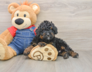 8 week old Mini Bernedoodle Puppy For Sale - Fairfield Furbabies