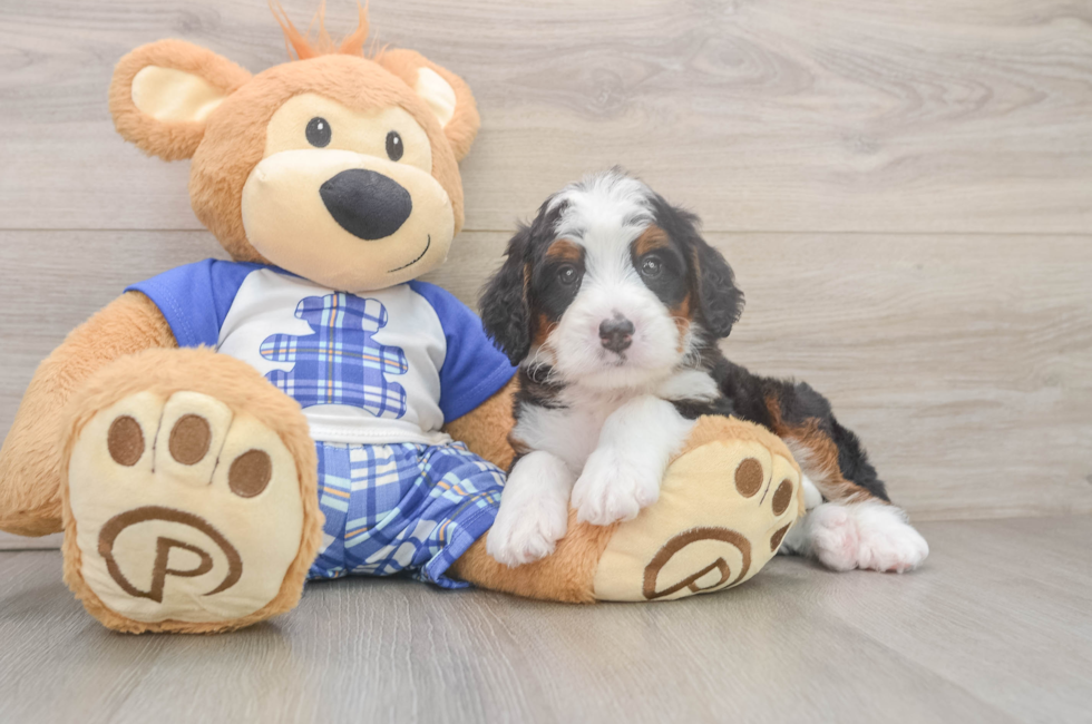 5 week old Mini Bernedoodle Puppy For Sale - Fairfield Furbabies
