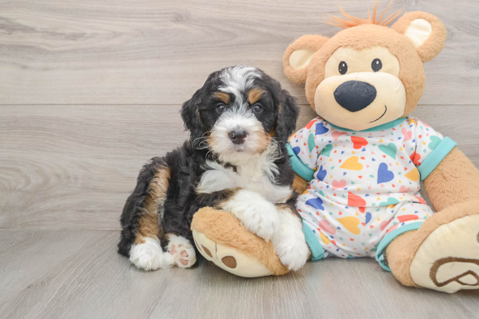 Mini Bernedoodle Puppy for Adoption