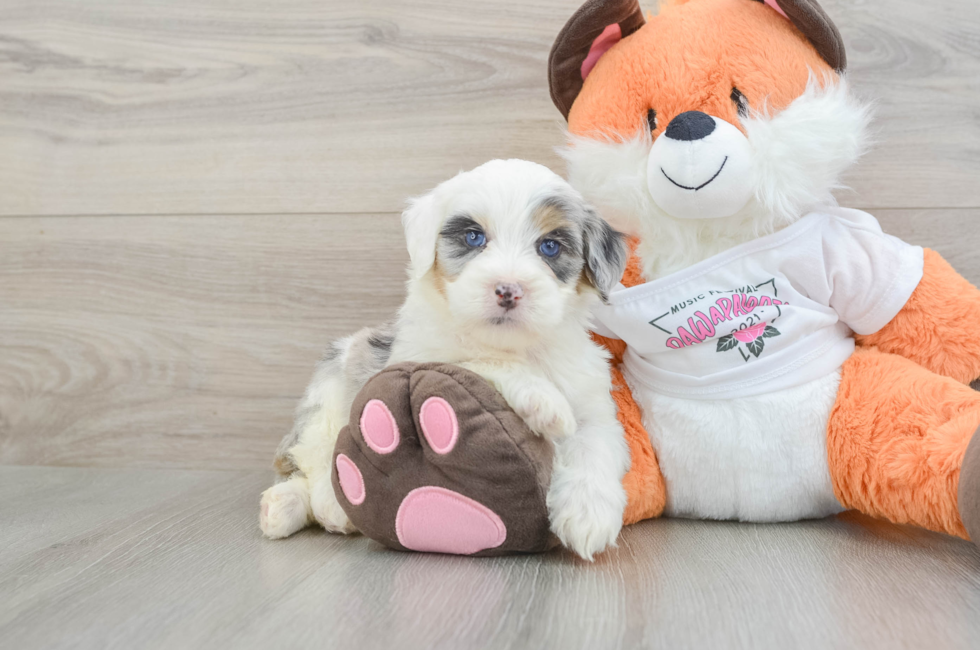 6 week old Mini Bernedoodle Puppy For Sale - Fairfield Furbabies