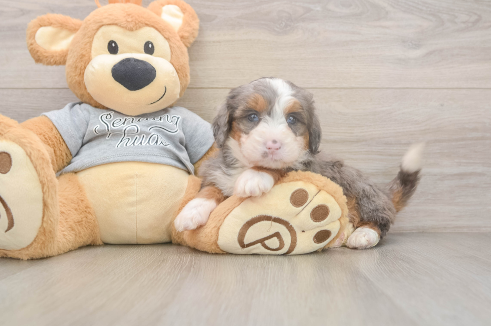 5 week old Mini Bernedoodle Puppy For Sale - Fairfield Furbabies