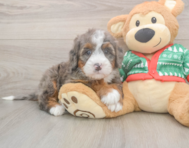 6 week old Mini Bernedoodle Puppy For Sale - Fairfield Furbabies