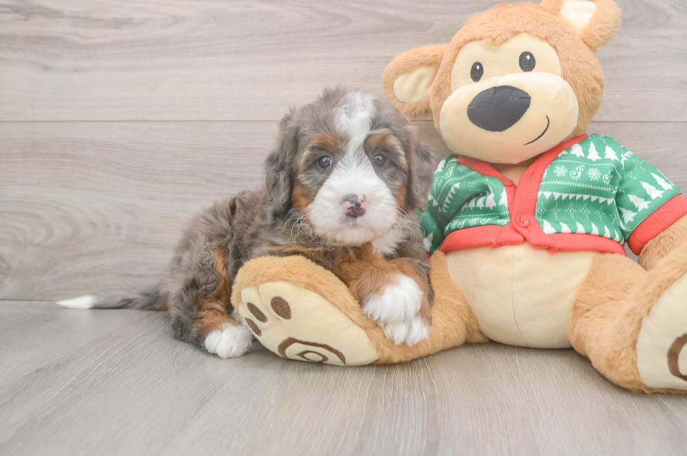 6 week old Mini Bernedoodle Puppy For Sale - Fairfield Furbabies