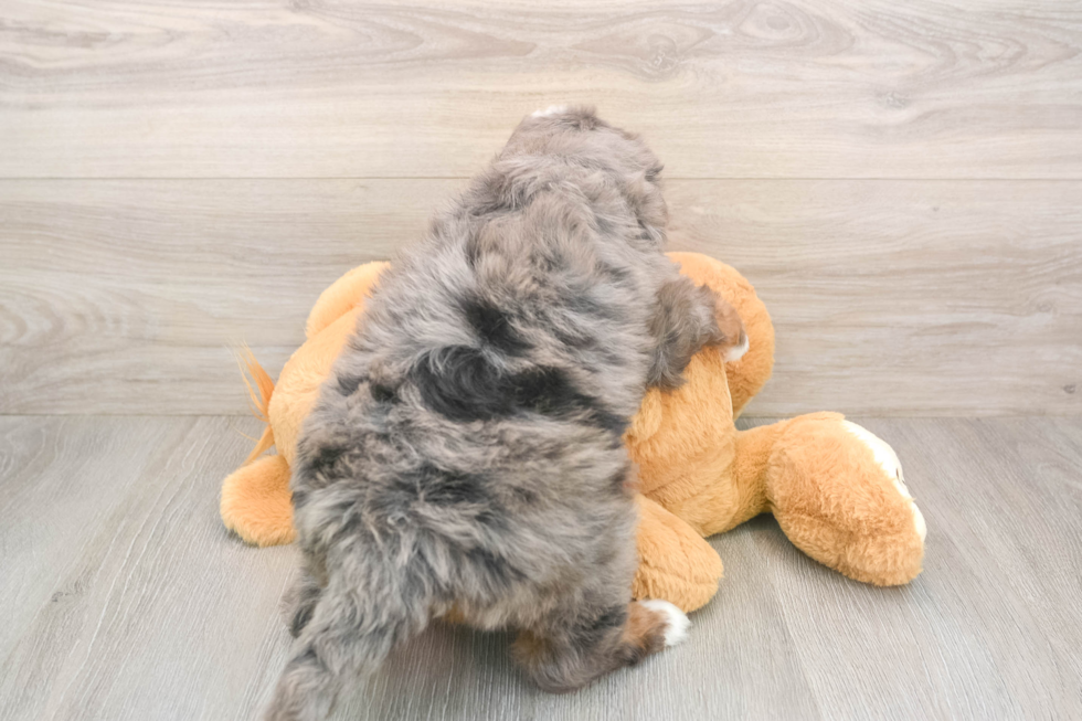 Mini Bernedoodle Puppy for Adoption