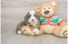 Mini Bernedoodle Puppy for Adoption
