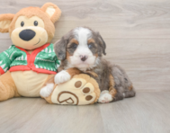 6 week old Mini Bernedoodle Puppy For Sale - Fairfield Furbabies
