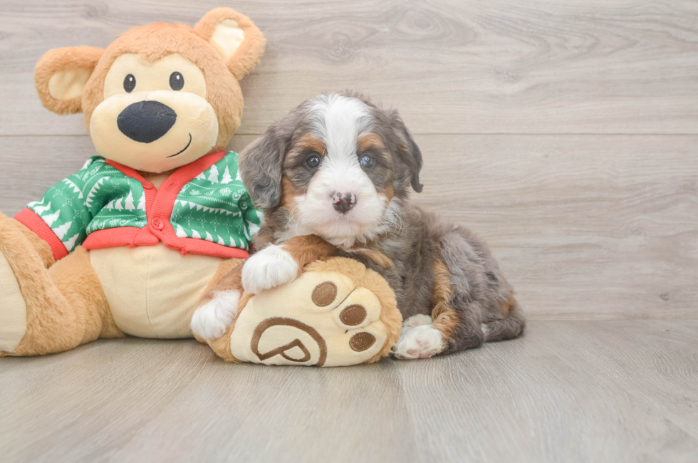 6 week old Mini Bernedoodle Puppy For Sale - Fairfield Furbabies