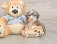5 week old Mini Bernedoodle Puppy For Sale - Fairfield Furbabies