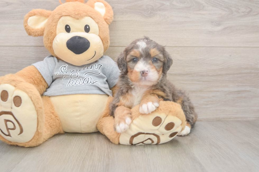 5 week old Mini Bernedoodle Puppy For Sale - Fairfield Furbabies