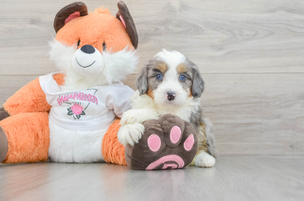 6 week old Mini Bernedoodle Puppy For Sale - Fairfield Furbabies