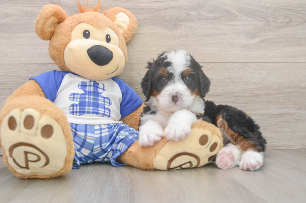 5 week old Mini Bernedoodle Puppy For Sale - Fairfield Furbabies