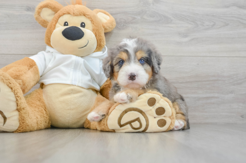 5 week old Mini Bernedoodle Puppy For Sale - Fairfield Furbabies
