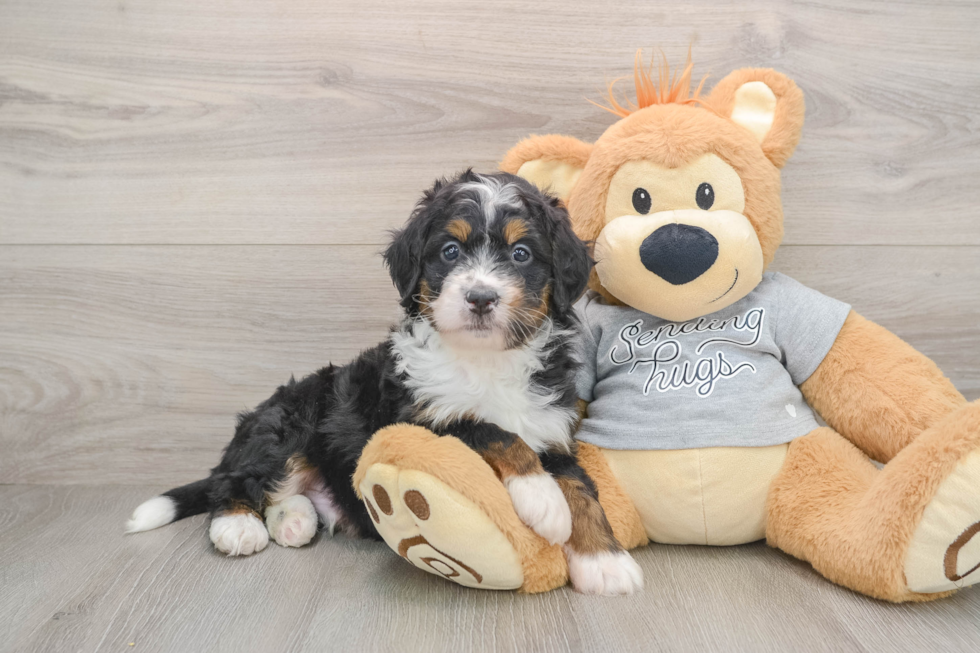 Best Mini Bernedoodle Baby