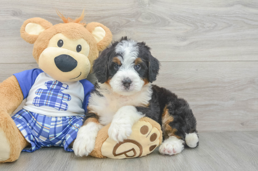 5 week old Mini Bernedoodle Puppy For Sale - Fairfield Furbabies