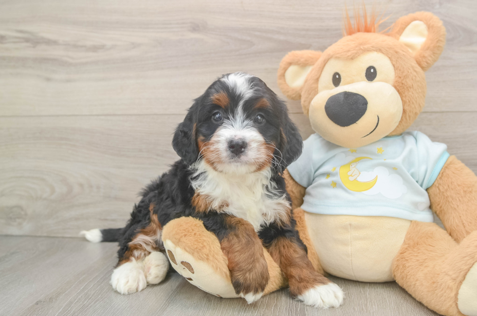 5 week old Mini Bernedoodle Puppy For Sale - Fairfield Furbabies