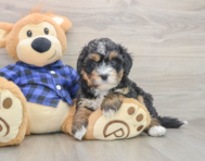8 week old Mini Bernedoodle Puppy For Sale - Fairfield Furbabies