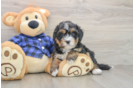 Best Mini Bernedoodle Baby