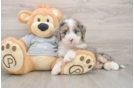 Mini Bernedoodle Pup Being Cute