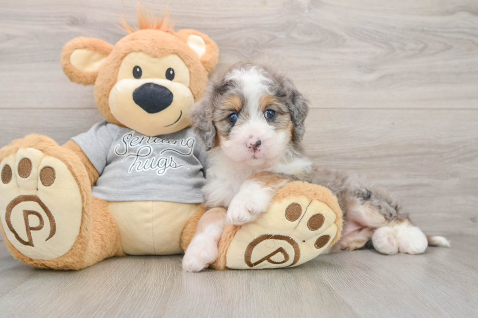 Mini Bernedoodle Pup Being Cute