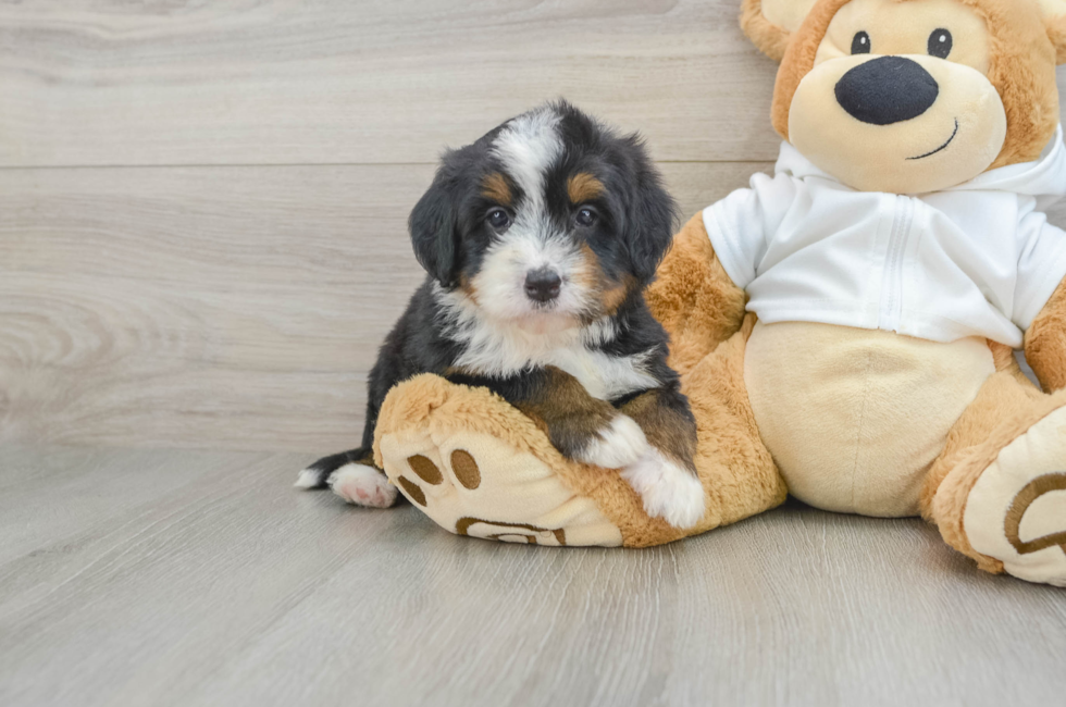 5 week old Mini Bernedoodle Puppy For Sale - Fairfield Furbabies