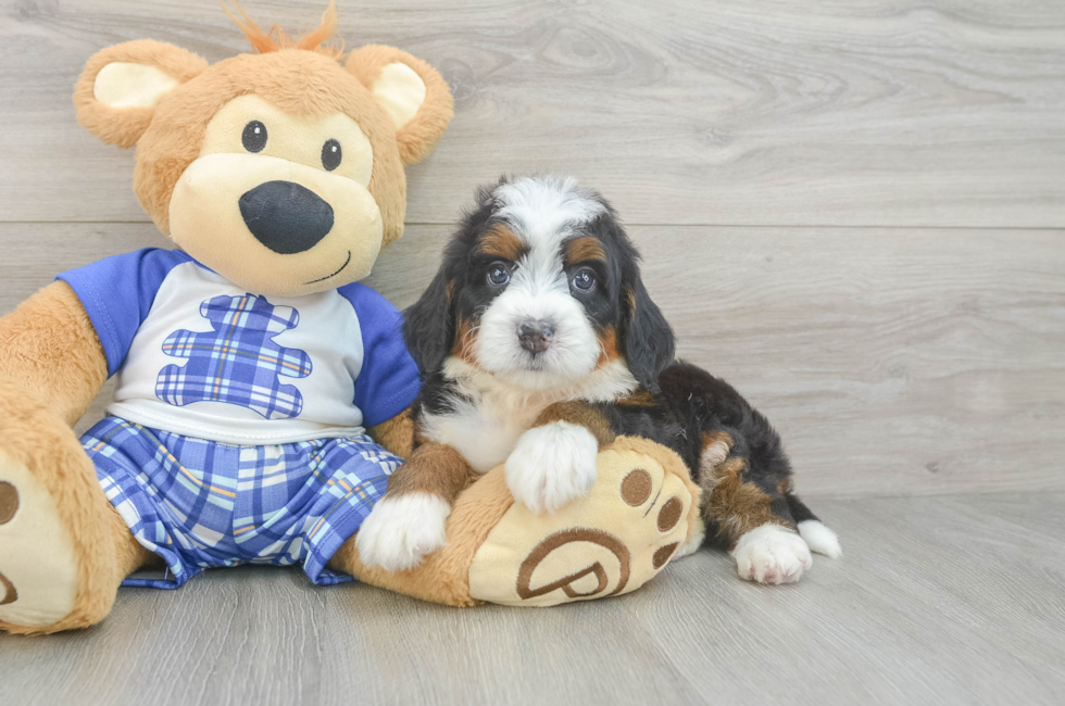 5 week old Mini Bernedoodle Puppy For Sale - Fairfield Furbabies