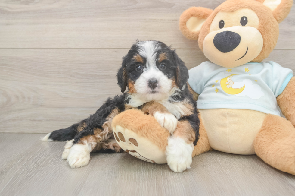 5 week old Mini Bernedoodle Puppy For Sale - Fairfield Furbabies