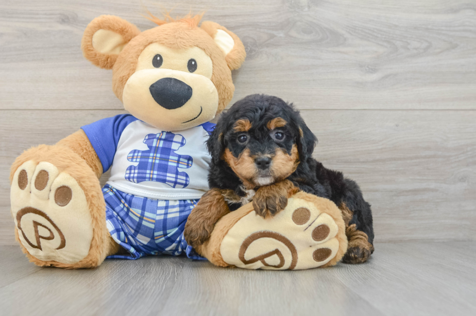 7 week old Mini Bernedoodle Puppy For Sale - Fairfield Furbabies