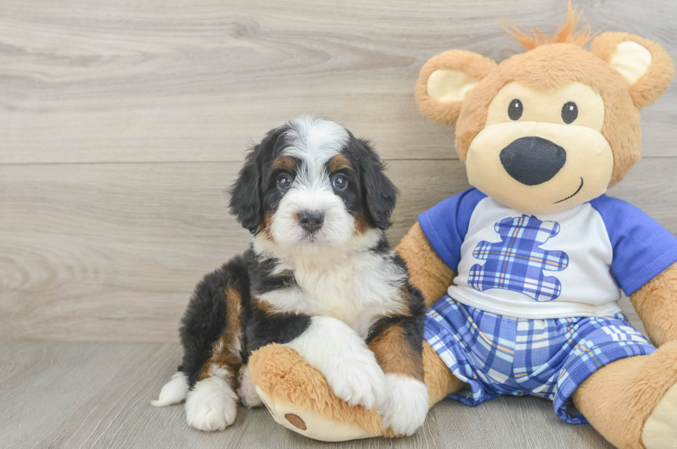 5 week old Mini Bernedoodle Puppy For Sale - Fairfield Furbabies