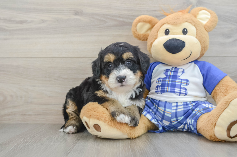 7 week old Mini Bernedoodle Puppy For Sale - Fairfield Furbabies