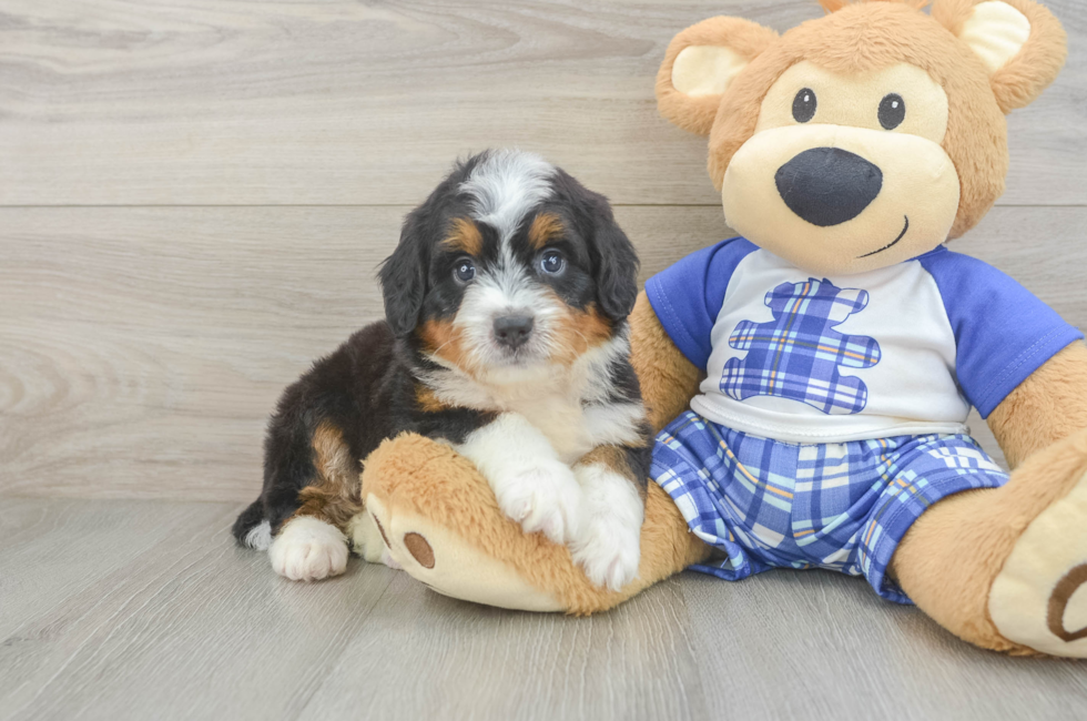5 week old Mini Bernedoodle Puppy For Sale - Fairfield Furbabies