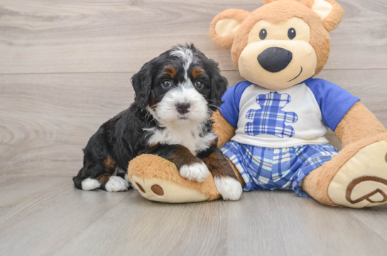 KISSES, a Mini Bernedoodle littermate