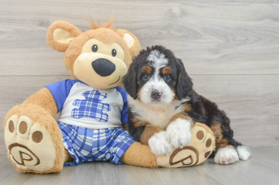 5 week old Mini Bernedoodle Puppy For Sale - Fairfield Furbabies