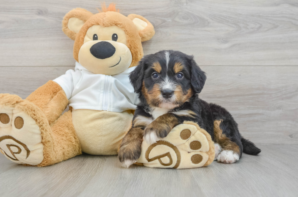 5 week old Mini Bernedoodle Puppy For Sale - Fairfield Furbabies