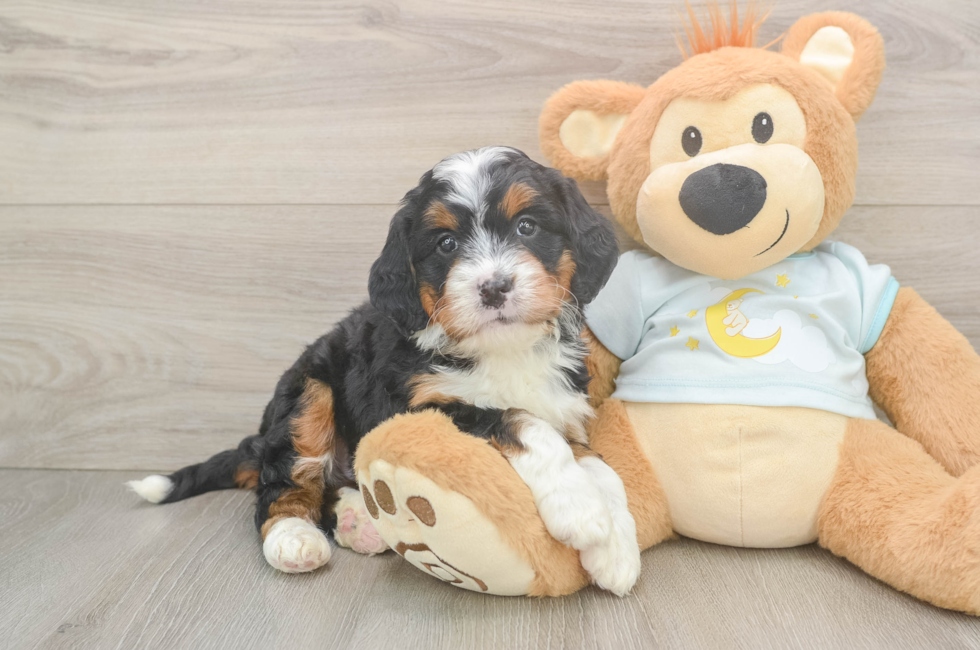 5 week old Mini Bernedoodle Puppy For Sale - Fairfield Furbabies