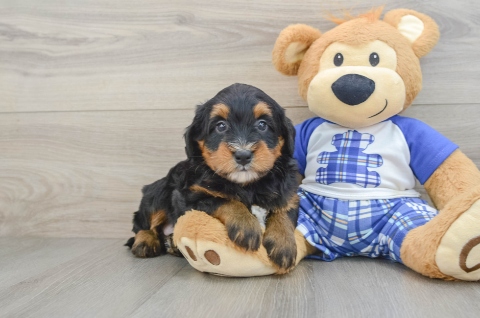 7 week old Mini Bernedoodle Puppy For Sale - Fairfield Furbabies