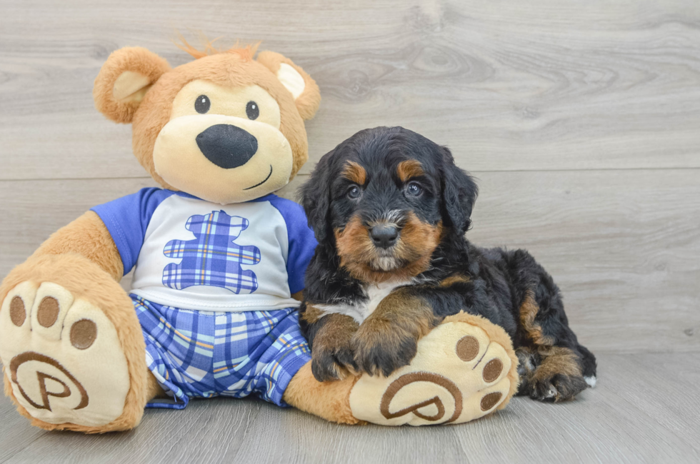 7 week old Mini Bernedoodle Puppy For Sale - Fairfield Furbabies