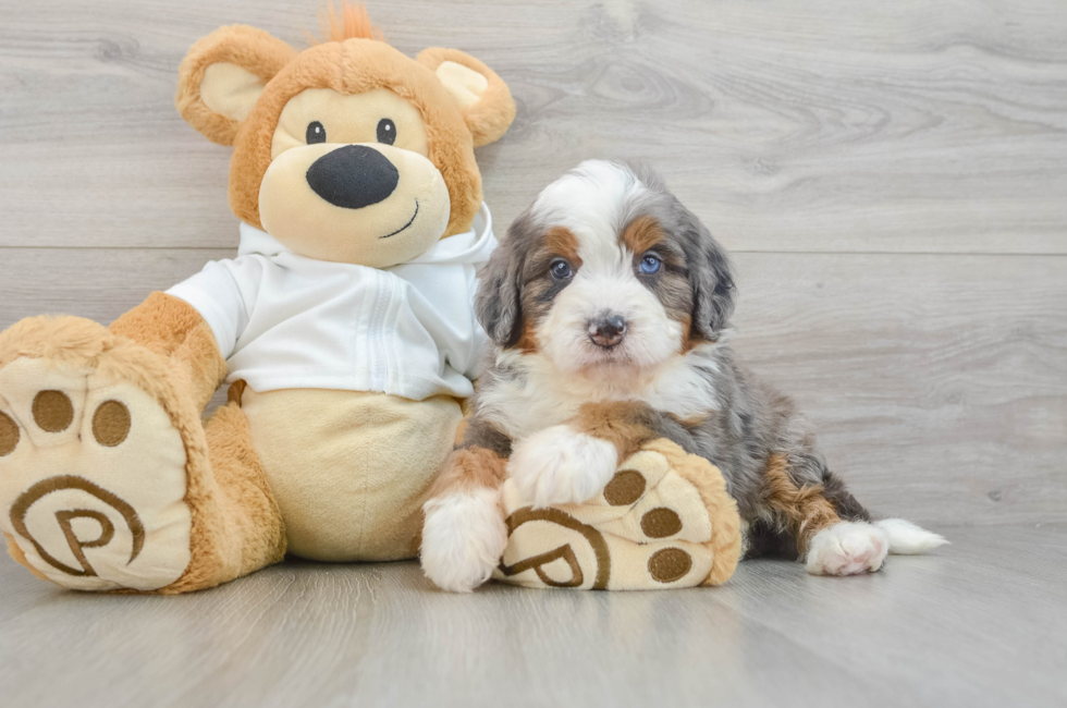 5 week old Mini Bernedoodle Puppy For Sale - Fairfield Furbabies